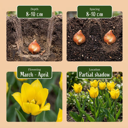40x Tulipa Sylvestris - Bosdravik - Geel - Verwilderingsbol - Bolmaat 5/6 | productafbeelding 8