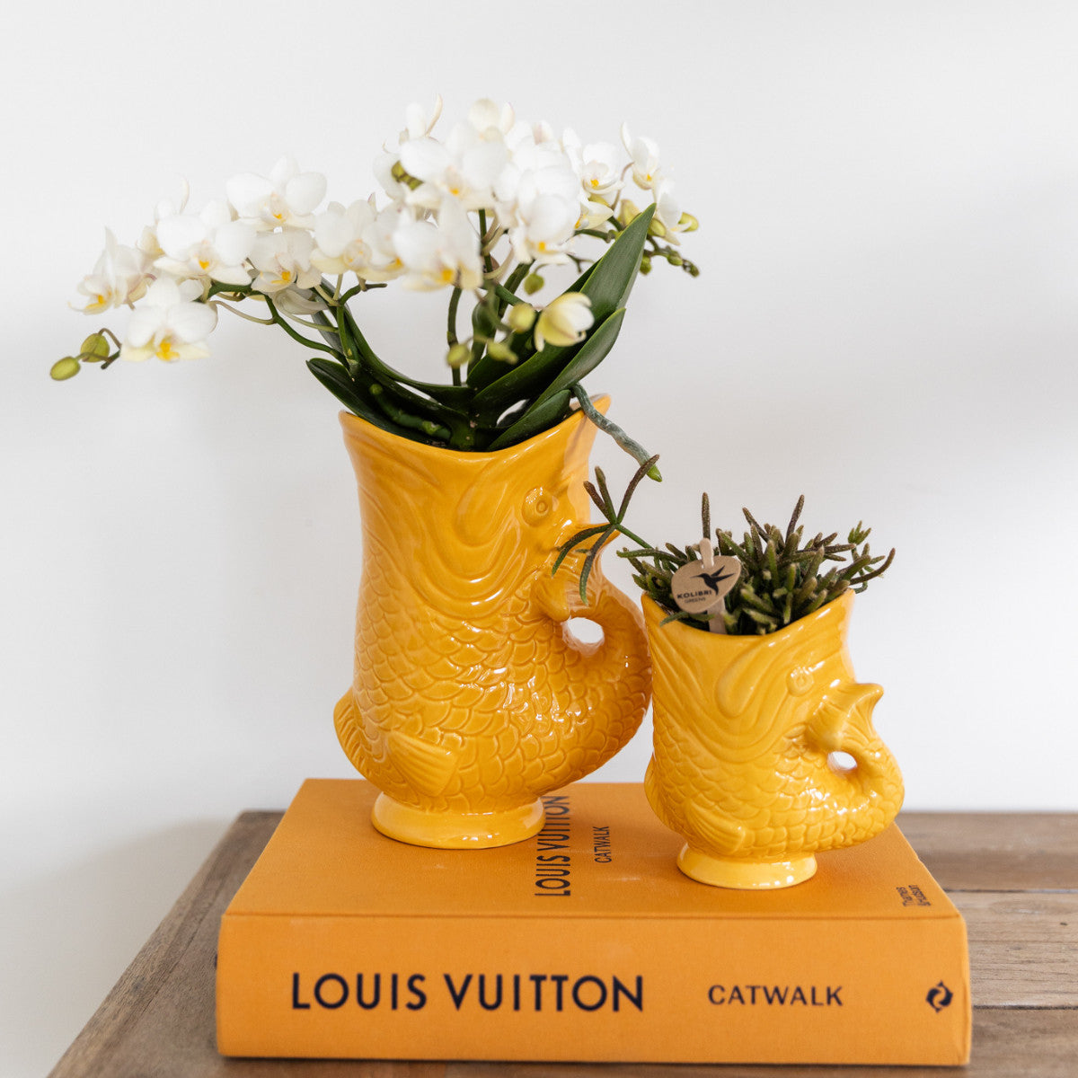 Kolibri Orchids | Witte phalaenopsis orchidee - Nazaré - potmaat Ø9cm | bloeiende kamerplant - vers van de kweker |…