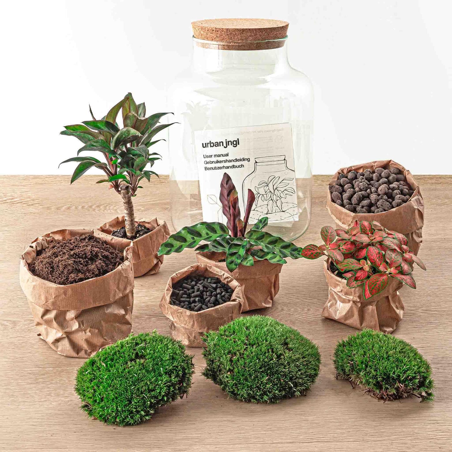 DIY-Terrarium – Milchpalme – ↕ 30 cm