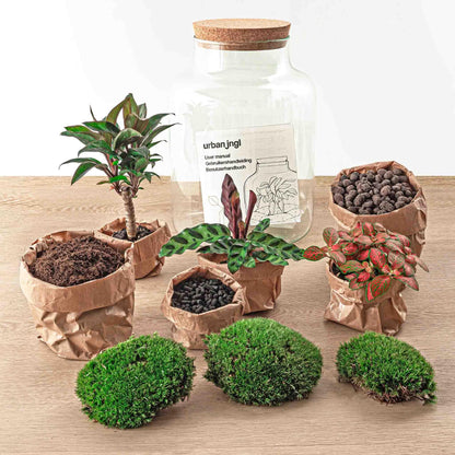 DIY-Terrarium – Milchpalme – ↕ 30 cm