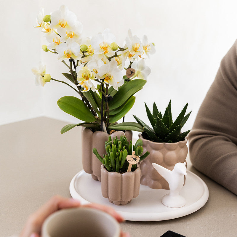 Kolibri Orchids | Gift Set Slow Living | Groene planten met witte Phalaenopsis orchidee Lausanne in keramieken sierpotten…