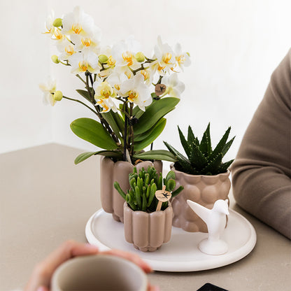 Kolibri Orchids | Gift Set Slow Living | Groene planten met witte Phalaenopsis orchidee Lausanne in keramieken sierpotten…