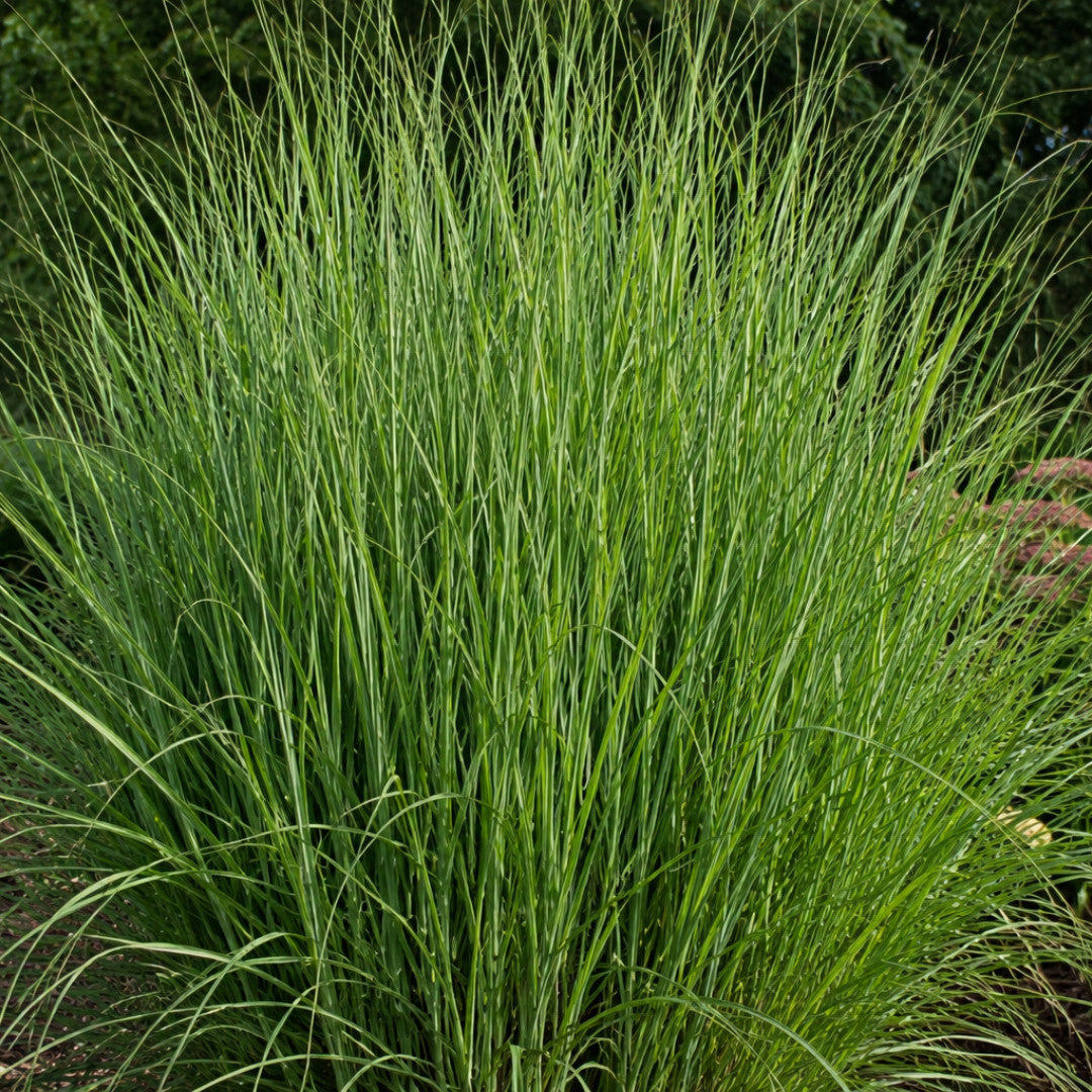 6x Panicum virgatum ‘Northwind’ – Sterk opgaand siergras met strakke groeivorm | Potmaat 12 cm | productafbeelding 2