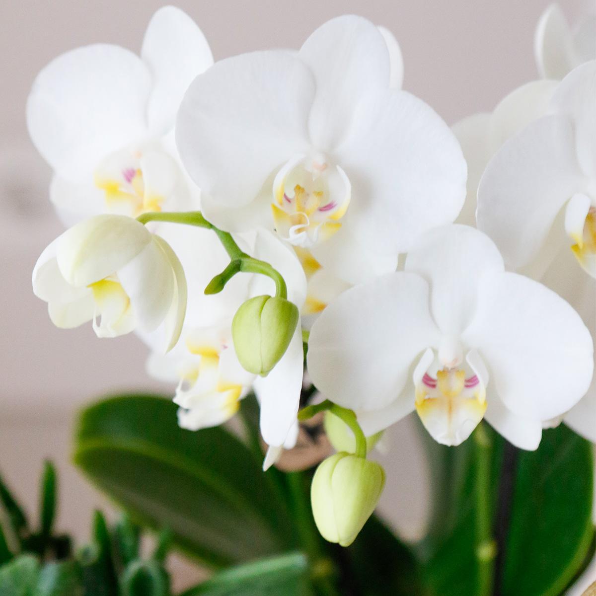Gift set Luxury Living | Plantenset met Witte Orchidee en Succulenten incl. keramieken sierpotten