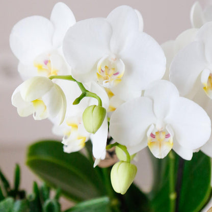 Gift set Luxury Living | Plantenset met Witte Orchidee en Succulenten incl. keramieken sierpotten