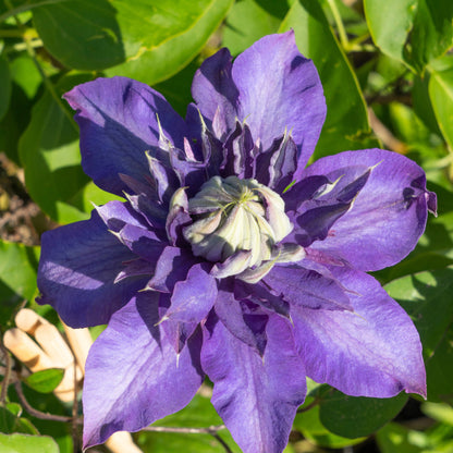 6x Clematis ‘Multi Blue’ – P9 pot – bijzondere blauw bloeiende klimplant | productafbeelding 3