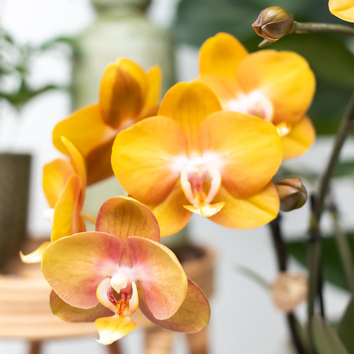 Hummingbird Orchids | COMBI DEAL of 4 Phalaenopsis orchids - Las Vegas - pot size Ø12cm | flowering houseplant - fresh from the grower 