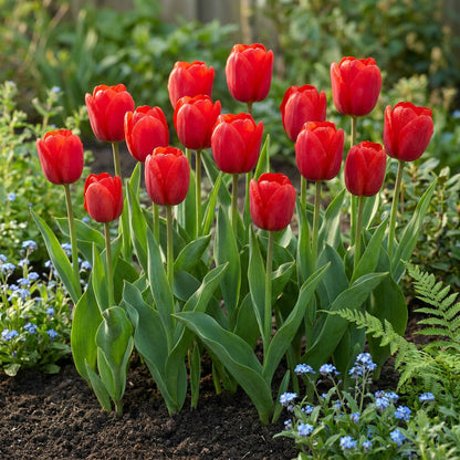 30x Tulipa Triumph Red - Triomftulp - Rood - Voorjaarsbloeier - Bolmaat 11/12 | productafbeelding 2