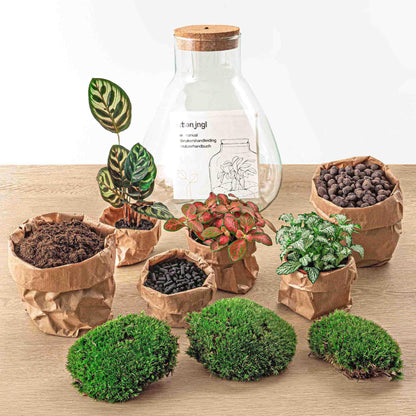DHZ-terrarium - Sam Calathea met licht - ↕ 30 cm - Normaal