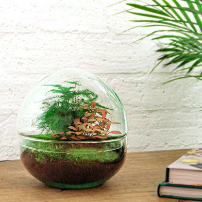 DIY-Terrarium – Kuppel Rot – ↕ 20 cm – Normal