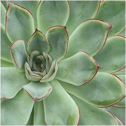 Wurzellose Sukkulente Echeveria Pulidonis auf Deko-Tischständer Ø20 cm - ↕20 cm