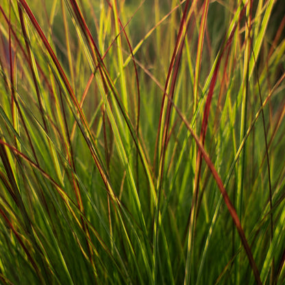 6x Panicum virgatum ‘Rotstrahlbusch’ – Siergras met warme herfstkleuren | Potmaat 12 cm | productafbeelding 2
