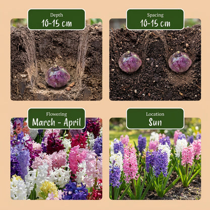 20x Hyacinthus mix - Hyacint mix - Diversen - Voorjaarsbloeier - Bolmaat 14/15 | productafbeelding 8