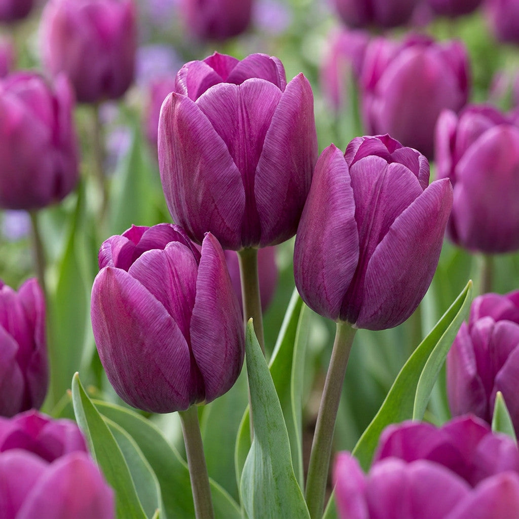 30x Tulipa Triumph Purple - Triomftulp - Paars - Voorjaarsbloeier - Bolmaat 11/12 | productafbeelding 5