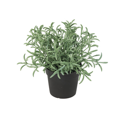 ARTIFICIAL Helichrysum italicum - 18cm | productafbeelding 2