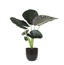 Alocasia Regal Shield Ø21cm - ↕100cm in Boule ANTRACIET pot