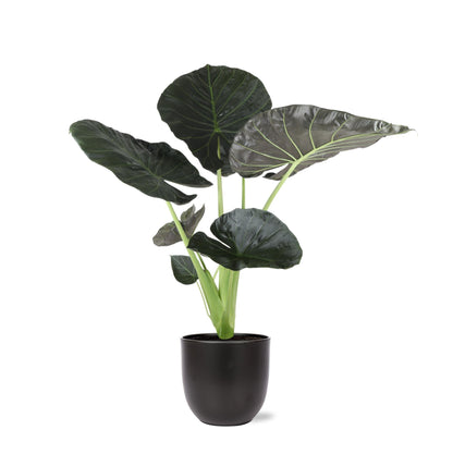 Alocasia Regal Shield Ø21cm - ↕100cm in Boule ANTRACIET pot