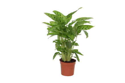 Calathea Leopardina 40 cm