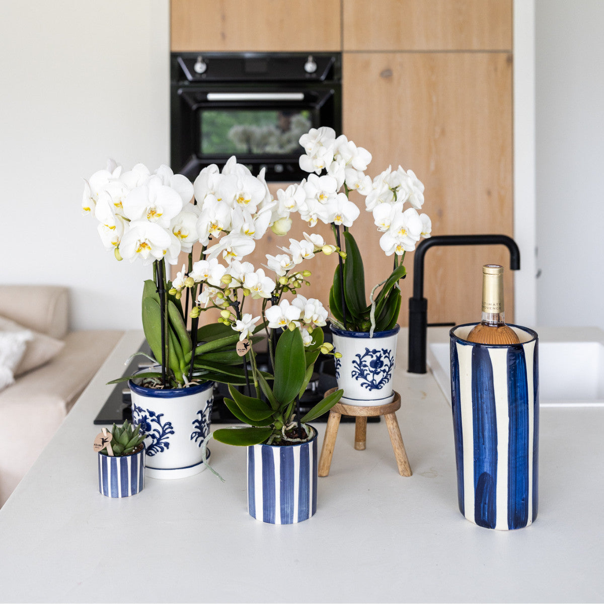 Kolibri Orchids | witte orchidee Amabilis + Malaga sierpot blauw - potmaat Ø9cm | bloeiende kamerplant - vers van de…