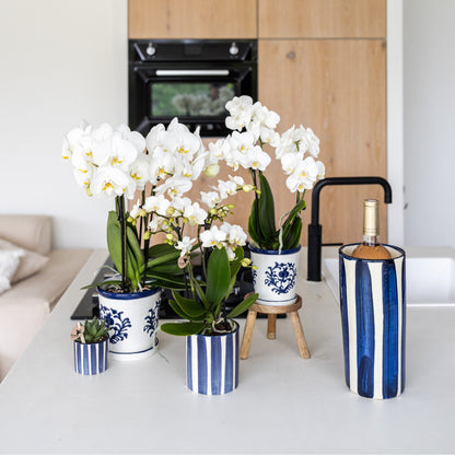 Kolibri Orchids | witte orchidee Amabilis + Malaga sierpot blauw - potmaat Ø9cm | bloeiende kamerplant - vers van de…