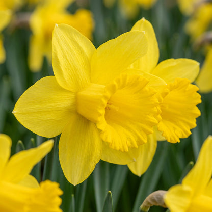 30x Narcissus Carlton - Gele narcis - Geel - Voorjaarsbloeier - Bolmaat 12/14 | productafbeelding 5