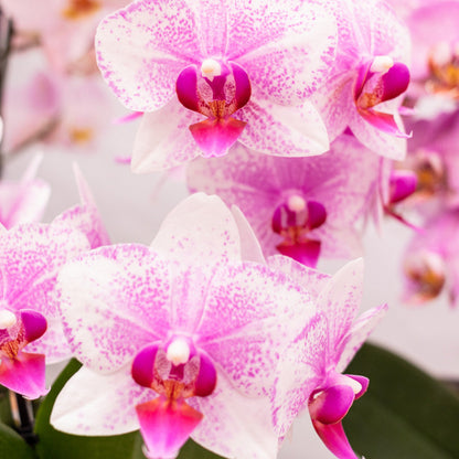 Kolibri Orchids | roze Phalaenopsis orchidee potmaat Ø9cm | Rotterdam | bloeiende kamerplant - vers van de kweker |…