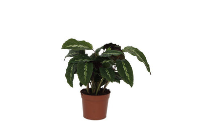 Calathea Maui Queen 40 cm