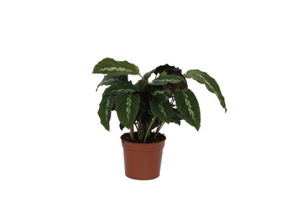 Calathea Maui Queen 40 cm