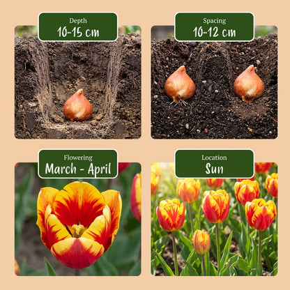 30x Tulipa Triumph Mix - Triomftulp mix - Diversen - Voorjaarsbloeier - Bolmaat 11/12 | productafbeelding 4