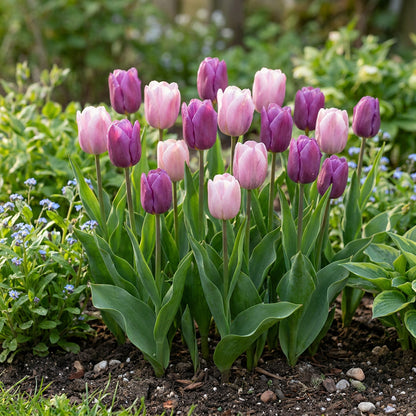 24x Tulipa Macron mix - Tulp Macron mix - Diversen - Voorjaarsbloeier - Bolmaat 11/12 | productafbeelding 2