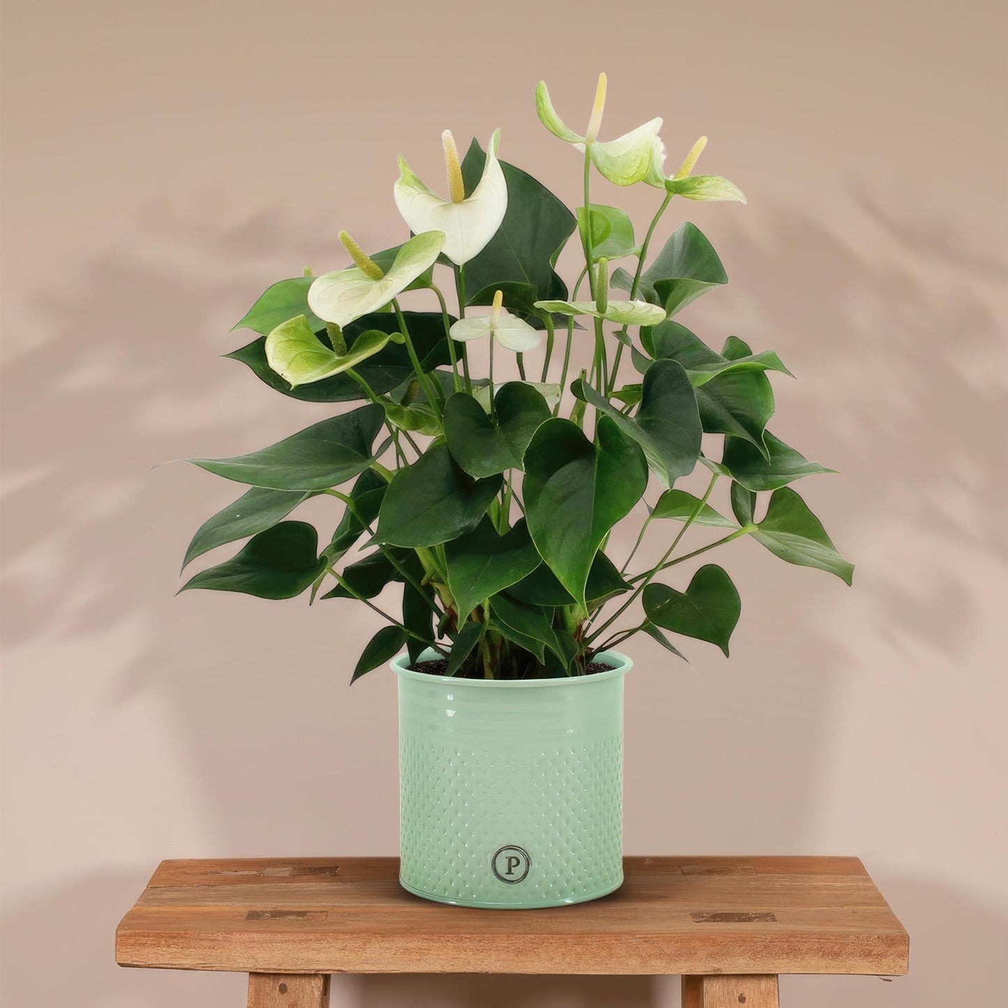 Anthurium andreanum Namora incl. PURE zink - 45cm - Ø12