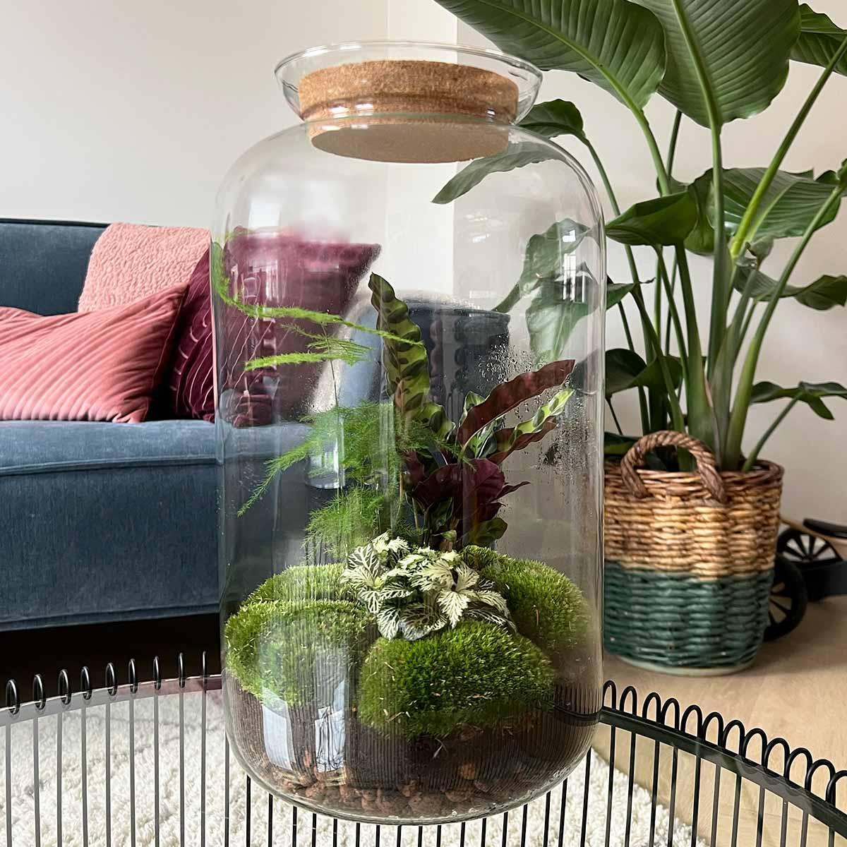 DIY-Terrarium – Botanisches Sven XL – ↕ 43 cm – Rechen + Schaufel + Pinzette
