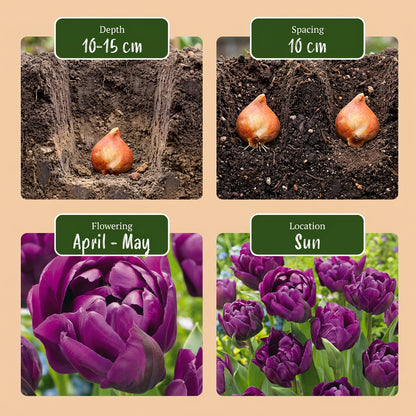 24x Tulipa Double Lilac - Dubbele lila tulp - Paars - Voorjaarsbloeier - Bolmaat 11/12 | productafbeelding 4