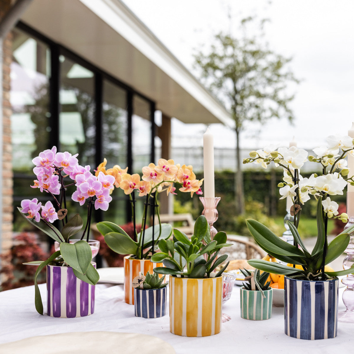 Kolibri Orchids | oranje Phalaenopsis orchidee potmaat Ø9cm | Jamaica | bloeiende kamerplant - vers van de kweker |…
