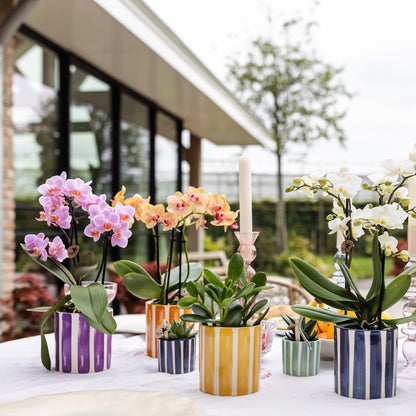 Kolibri Orchids | oranje Phalaenopsis orchidee potmaat Ø9cm | Jamaica | bloeiende kamerplant - vers van de kweker |…