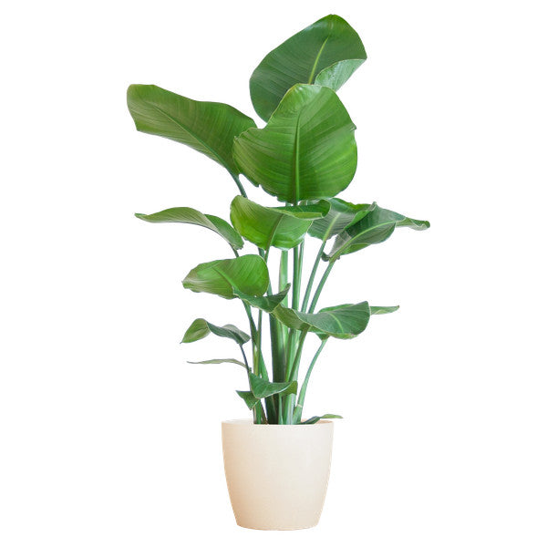 Strelitzia Nicolai met Viber pot wit - 80cm - Ø21