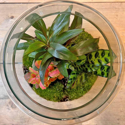 DIY-Terrarium – Milchpalme – ↕ 30 cm