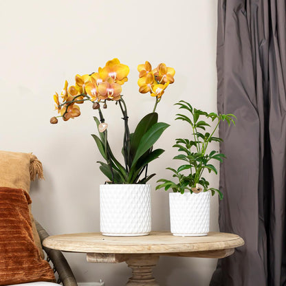 Hummingbird Orchids | COMBI DEAL of 4 Phalaenopsis orchids - Las Vegas - pot size Ø12cm | flowering houseplant - fresh from the grower 