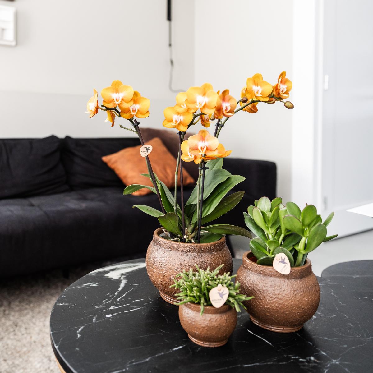 Hummingbird Orchids | COMBI DEAL of 4 Phalaenopsis orchids - Las Vegas - pot size Ø12cm | flowering houseplant - fresh from the grower 