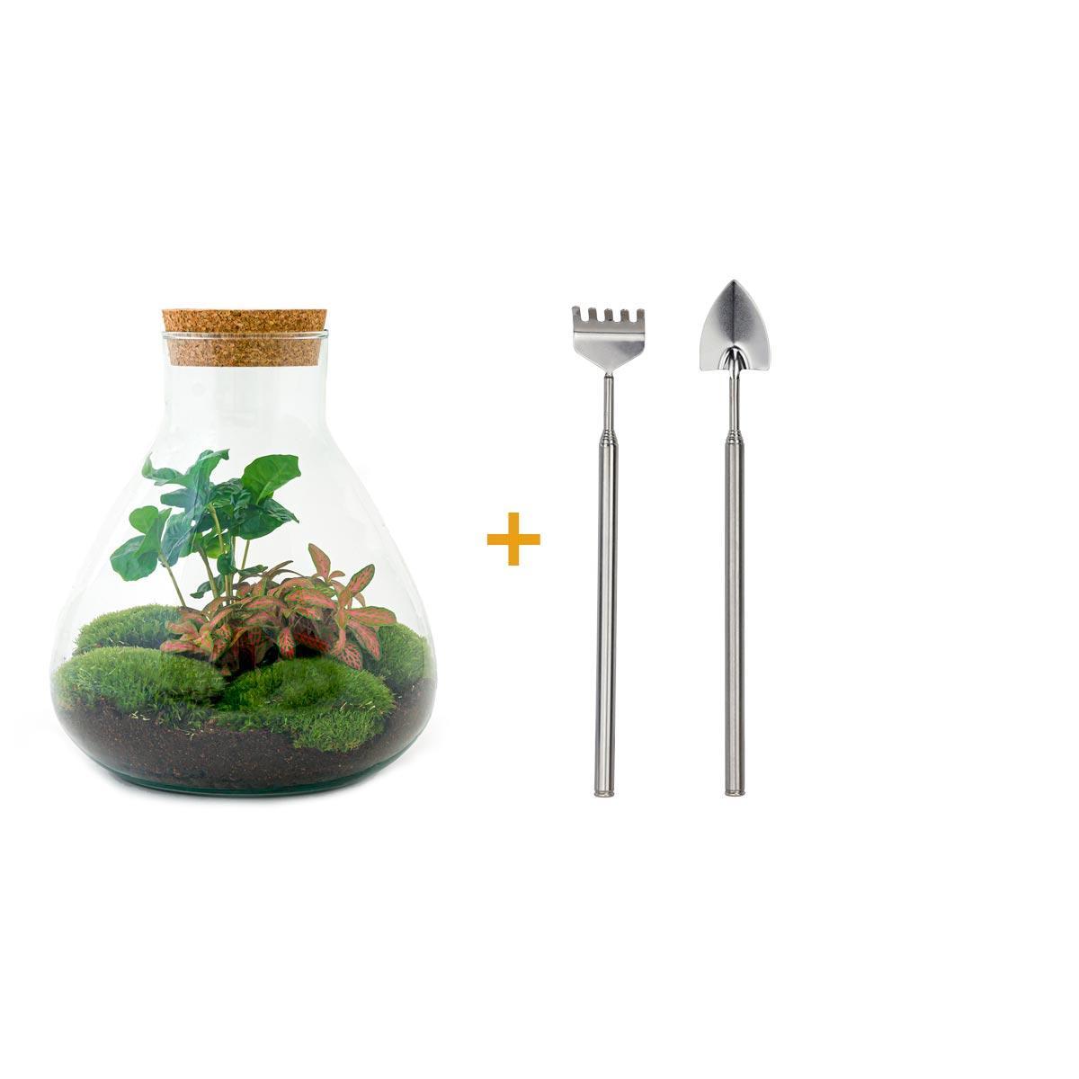 DIY-Terrarium - Sammie Coffea - ↕ 27 cm - Rechen + Schaufel