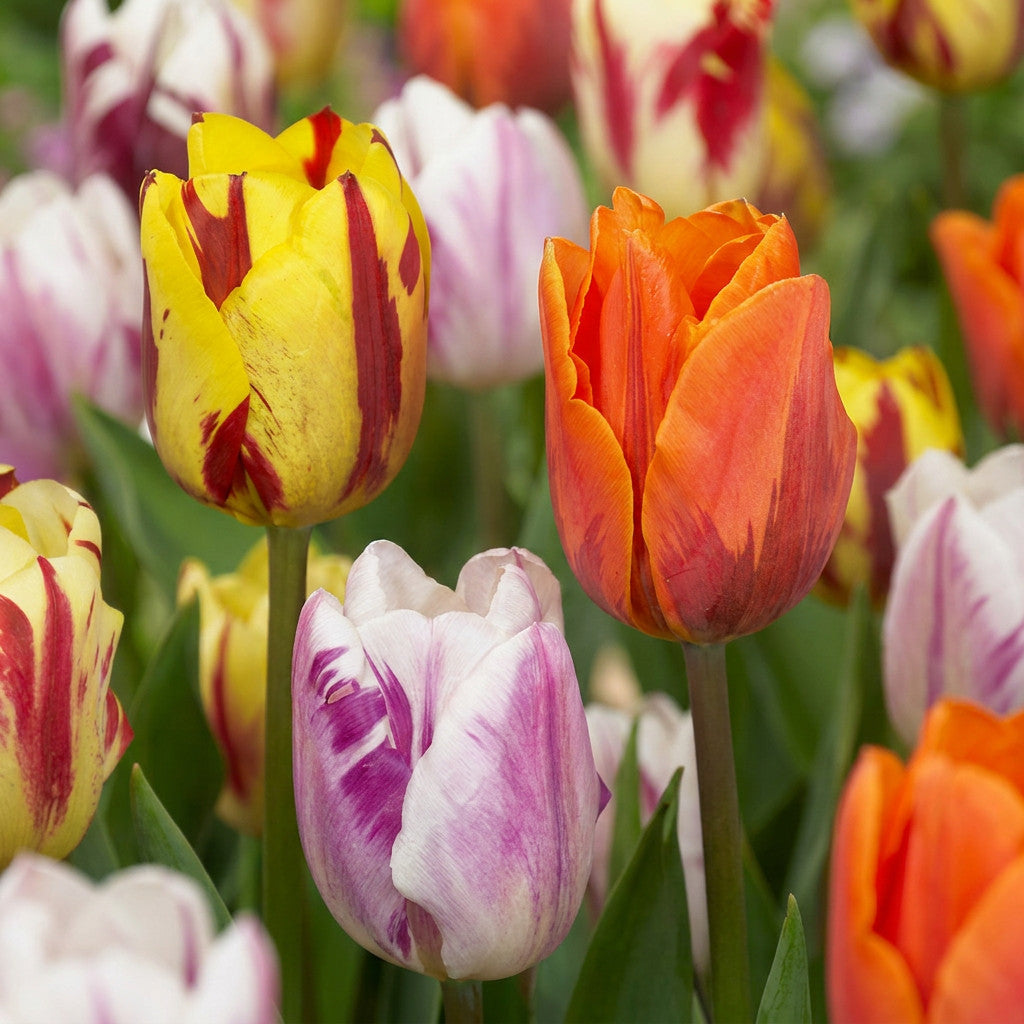 30x Tulipa Flaming Beauty Mix - Tulp Flaming Beauty Mix - Diversen - Voorjaarsbloeier - Bolmaat 11/12 | productafbeelding 5