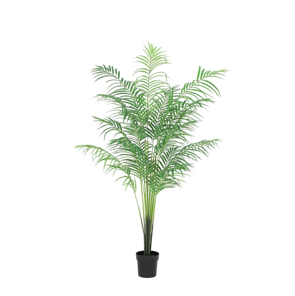 ARTIFICIAL Kentia palm - 170cm | productafbeelding 6