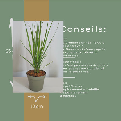 6x Panicum virgatum ‘Northwind’ – Sterk opgaand siergras met strakke groeivorm | Potmaat 12 cm | productafbeelding 10