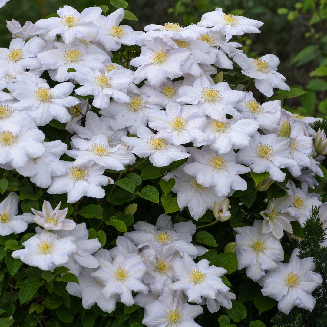 6x Clematis ‘Miss Bateman’ – P9 pot – elegante witte bloeiende klimplant | productafbeelding 3