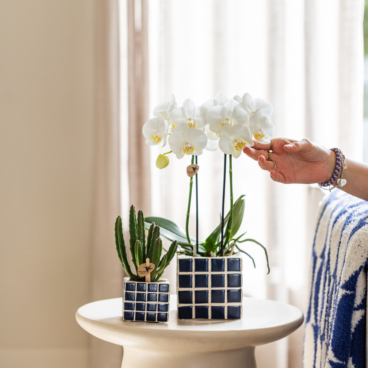 Kolibri Orchids | witte Phalaenopsis orchidee potmaat Ø9cm | Amabilis | bloeiende kamerplant - vers van de kweker |…