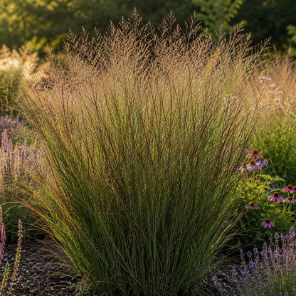 3x Panicum virgatum ‘Rotstrahlbusch’ – Siergras met warme herfstkleuren | Potmaat 12 cm | productafbeelding 3