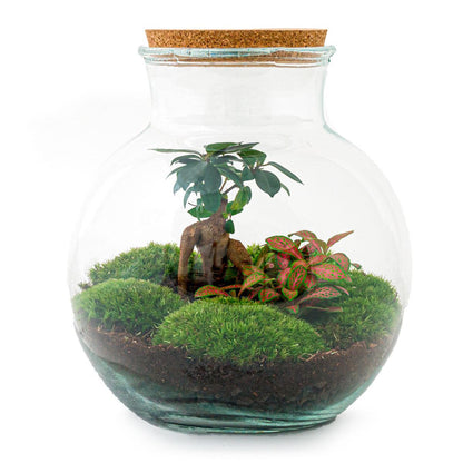 DIY-Terrarium – Teddy-Bonsai – ↕ 26,5 cm – Rechen + Schaufel + Pinzette + Schere