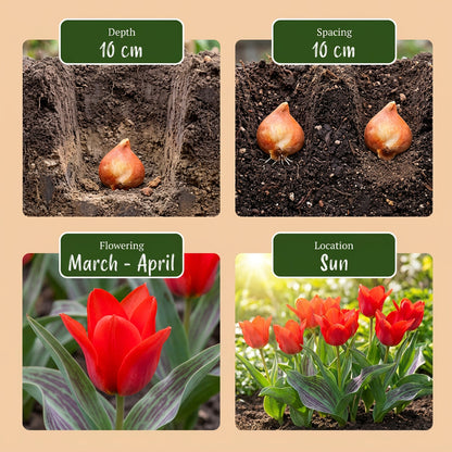 30x Tulipa Greigii Red - Greigii-tulp - Rood - Voorjaarsbloeier - Bolmaat 11/12 | productafbeelding 4