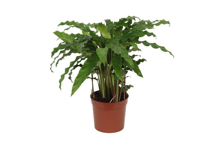 Calathea Bluegrass 40 cm