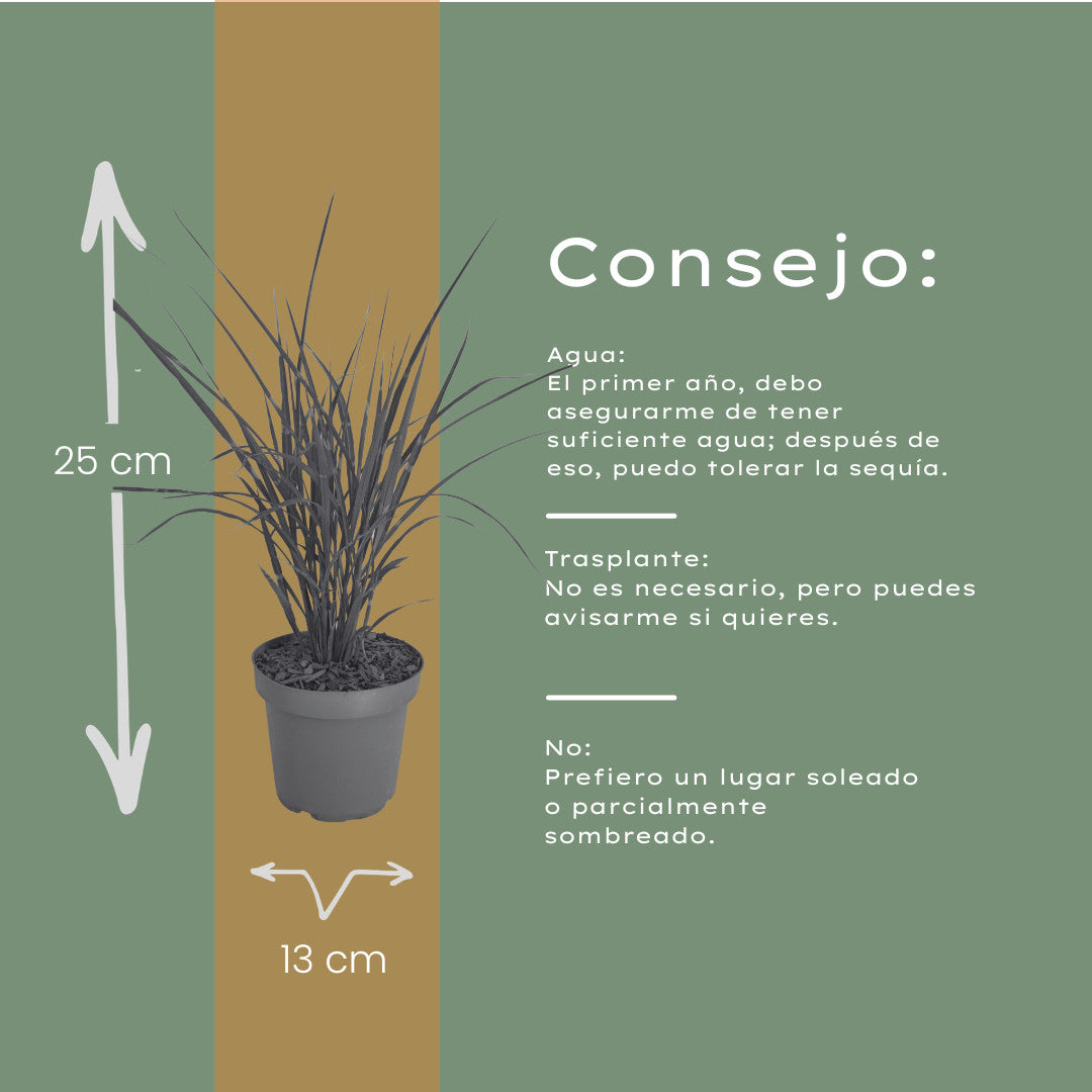 3x Miscanthus sinensis ‘Zebrinus’ – Opvallend zebragras met decoratief gestreept blad | Potmaat 12 cm | productafbeelding 7
